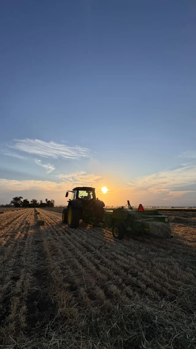 Check out the John Deere 348 Small Square Baler in action, recently demoed by Angus Allen. After a bit of fine-tuning, it powered through windrows of barley with ease, producing clean, uniform bales.
 
Big thanks to Angus for sharing the footage!
 
#JohnDeere #SmallSquareBaler #AgTech #DemoDay #QueenslandFarming #RDOEquipmentAustralia